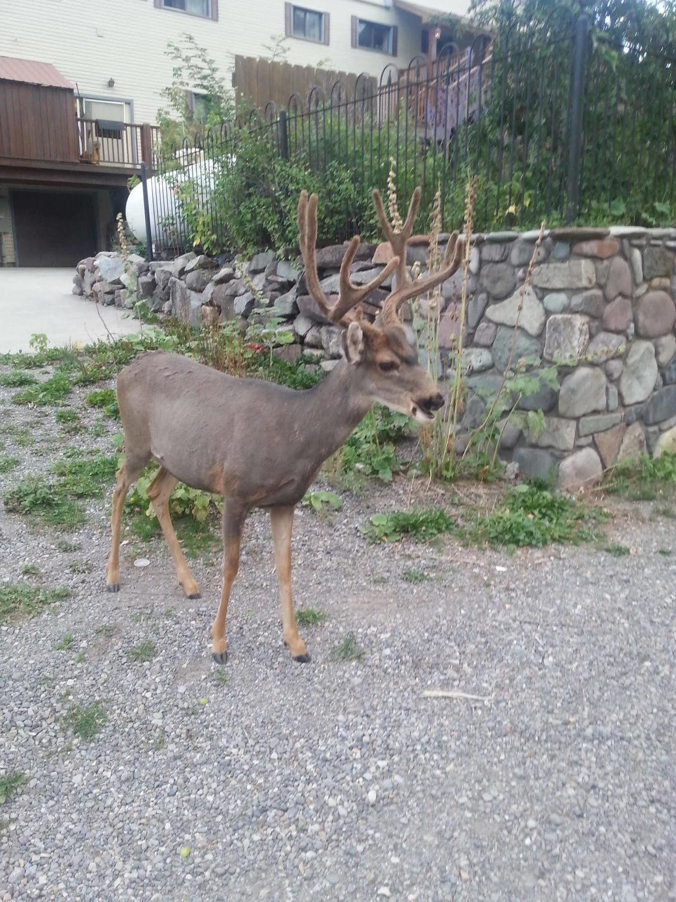 Rivers Edge Motel Lodge & Resort Ouray Exterior foto